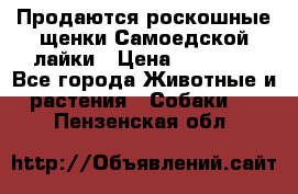 Продаются роскошные щенки Самоедской лайки › Цена ­ 40 000 - Все города Животные и растения » Собаки   . Пензенская обл.